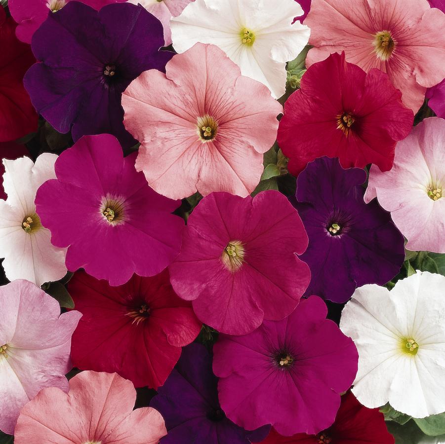 Petunia Madness™ Clear Mix