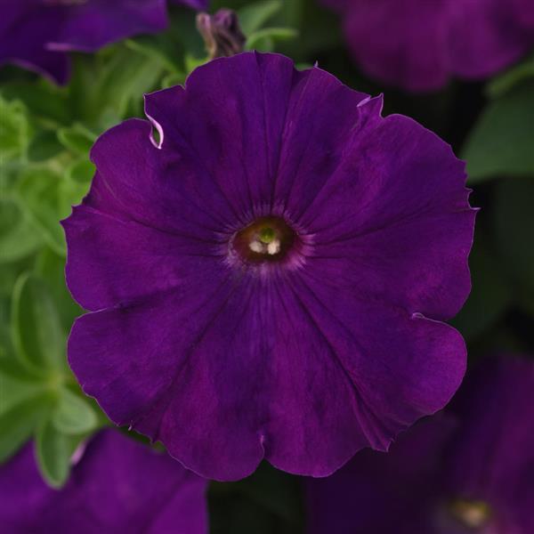 Petunia Madness™ Royal