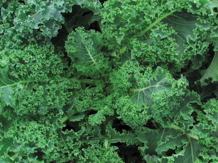 Kale Vates Blue Curled