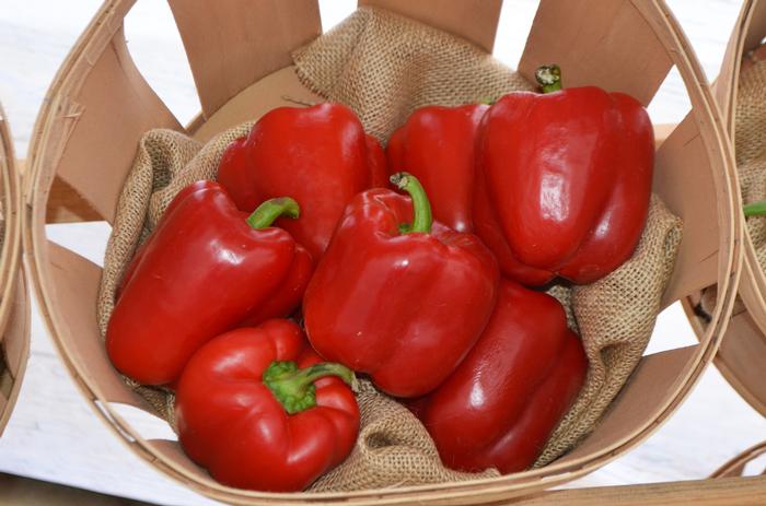 Pepper Red Beauty