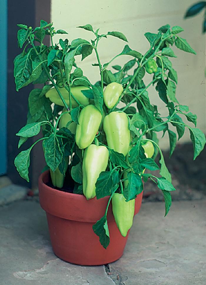 Pepper Gypsy