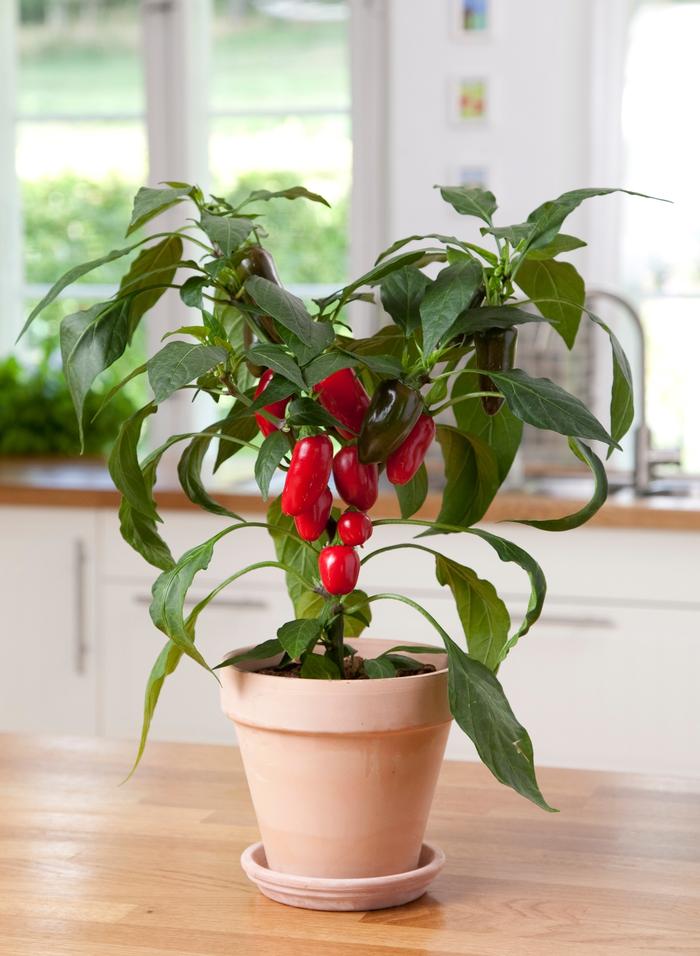 Pepper Jalapeño