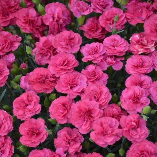 Dianthus Pretty Poppers® Double Bubble