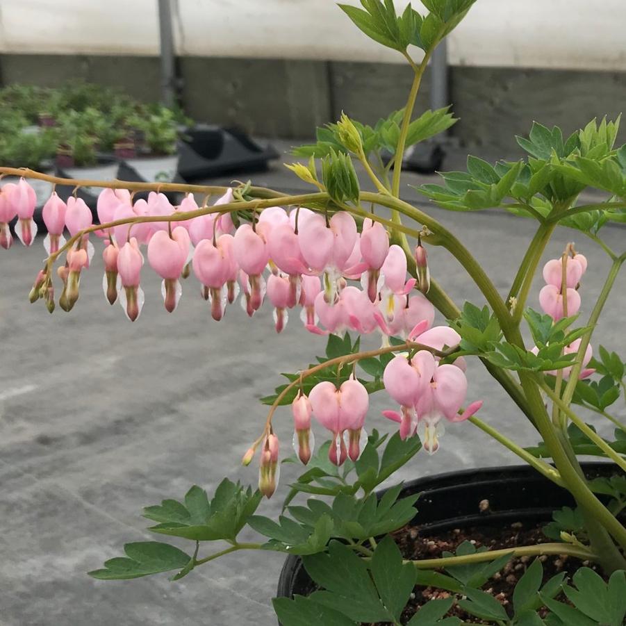 Dicentra spectabilis Cupid