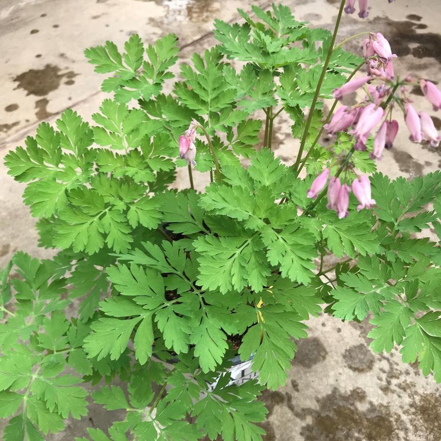 Dicentra formosa Spring Gold