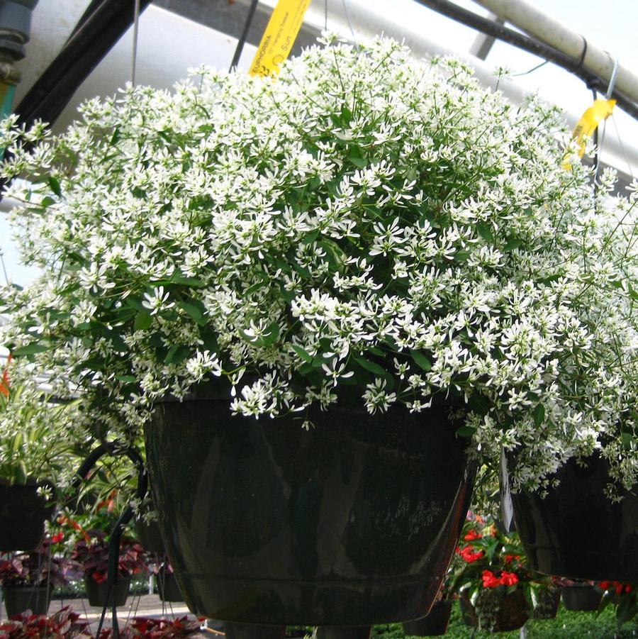 Euphorbia Glitz White