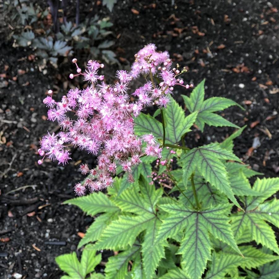 Filipendula Red Umbrellas