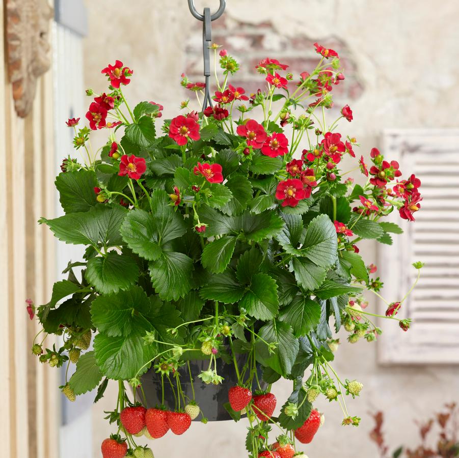 Strawberry Berri Basket® Ruby Ann