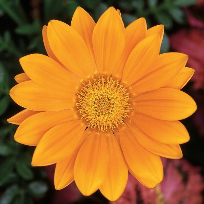 Gazania New Day® Clear Orange