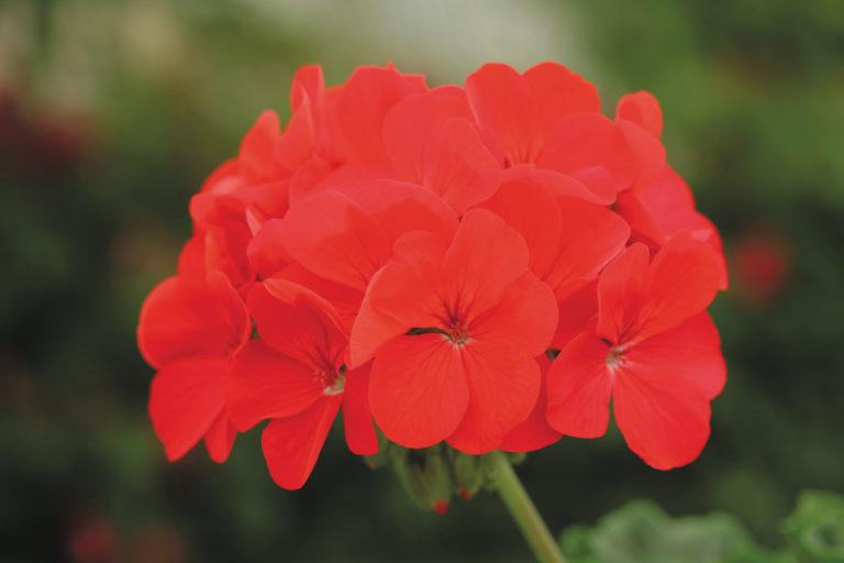 Geranium (Seed) Deep Red