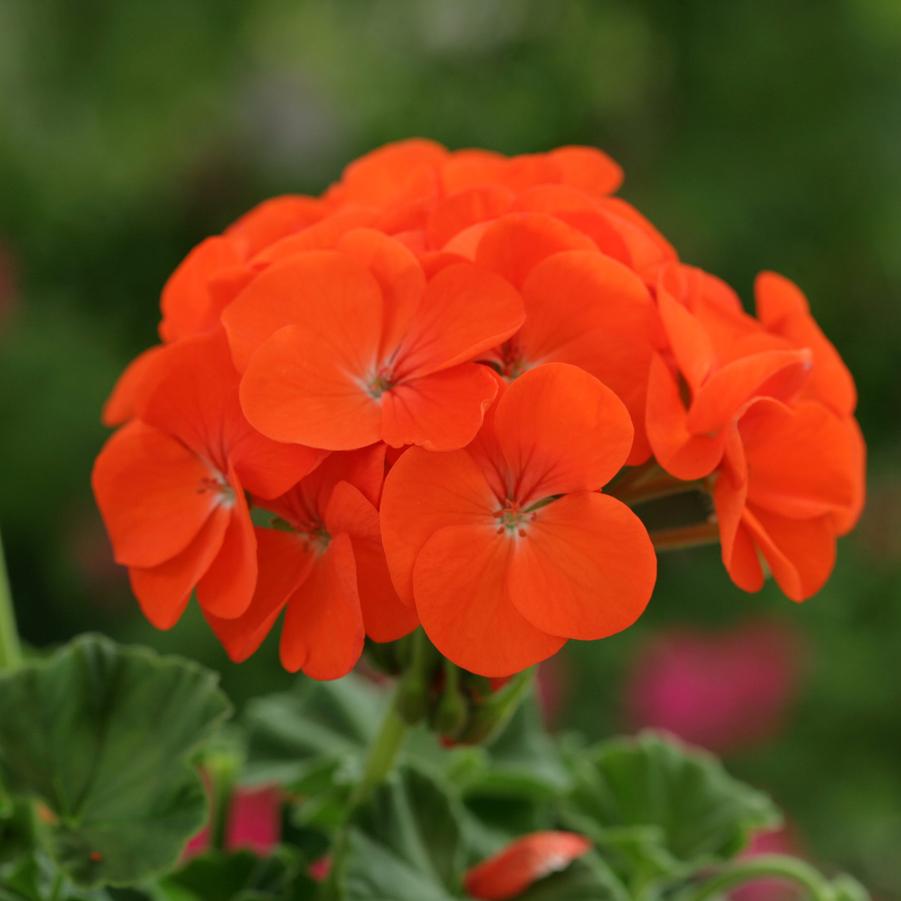 Geranium (Seed) Orange