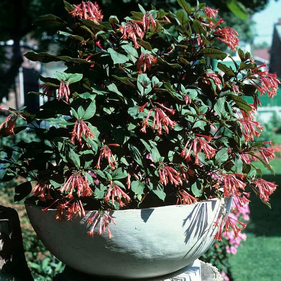 Fuchsia Gartenmeister