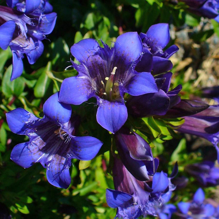 Gentiana septemfida var. lagodechiana Bella Alpinella