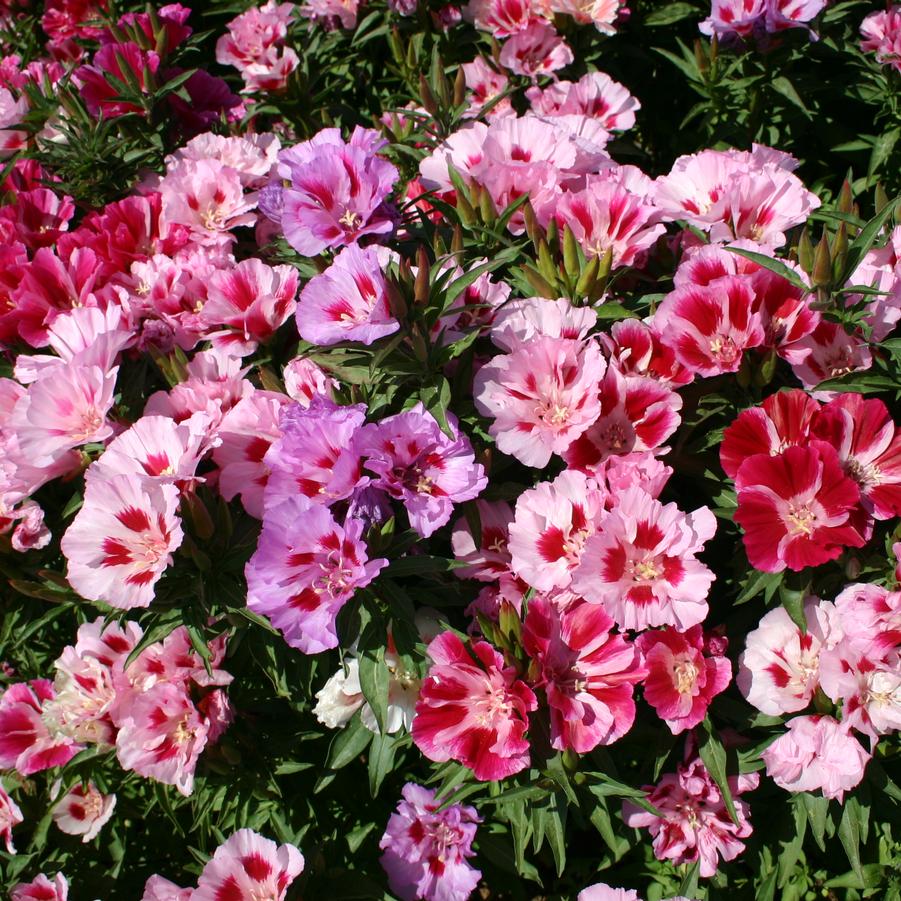 Godetia Satin Mix