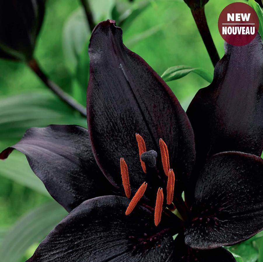Lilium asiaticum Secret Kiss