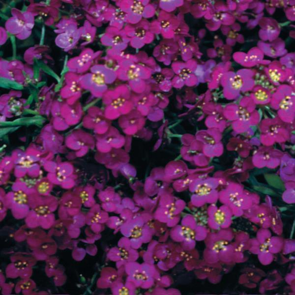 Alyssum Wonderland Purple Deep