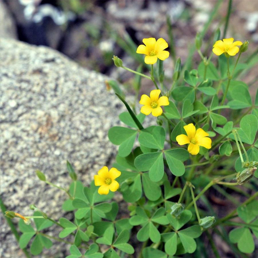 Oxalis 'Yellow' Chilean Sorrel from Wallish Greenhouses