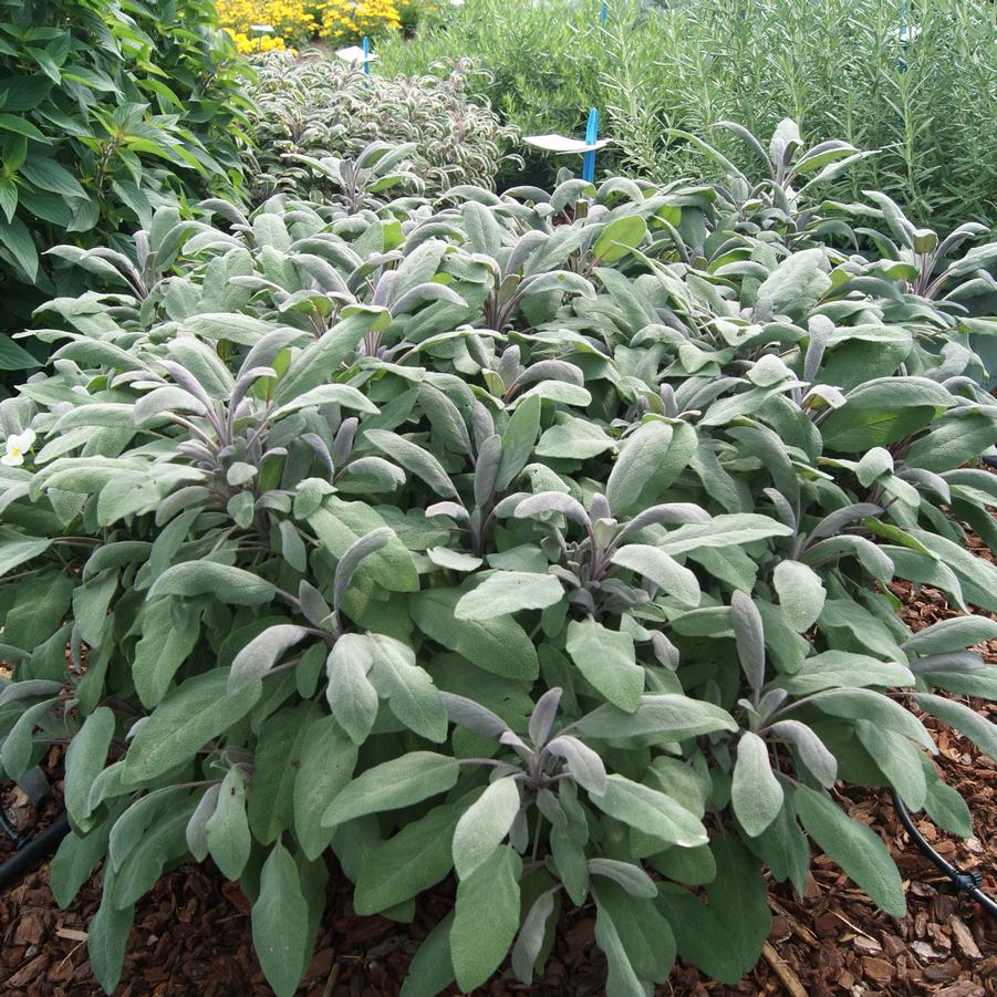 Sage officinalis 