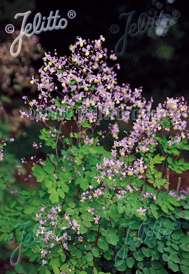 Thalictrum rochebrunianum var. grandisepalum 