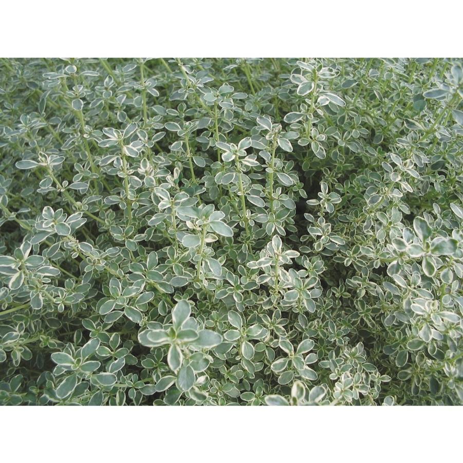 Thyme (per) praecox Highland Cream