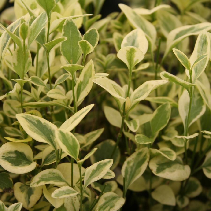Vinca Variegata