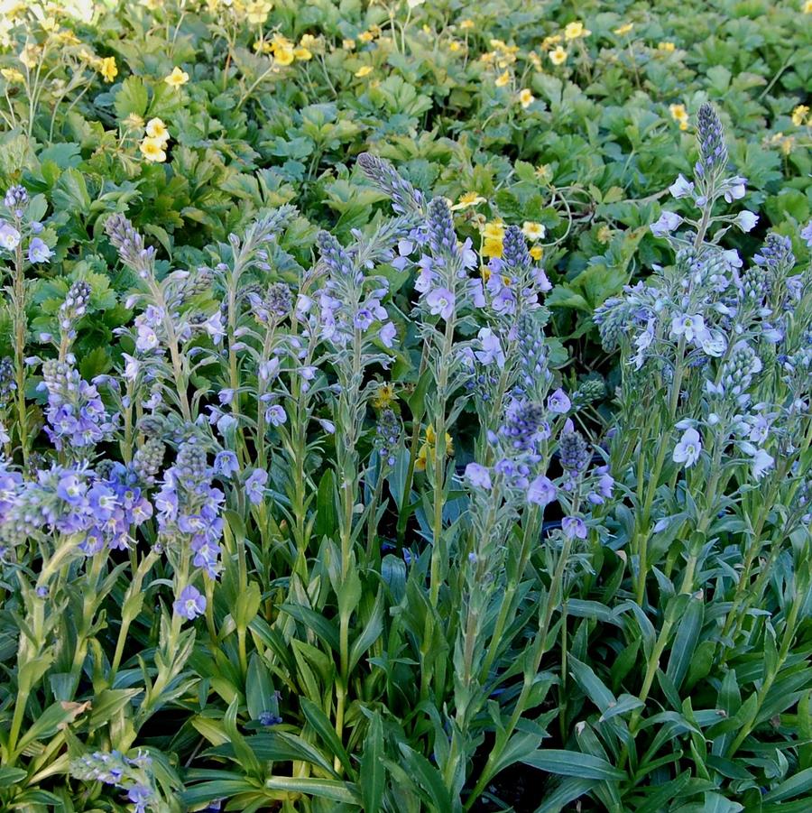 Veronica gentianoides Little Blues