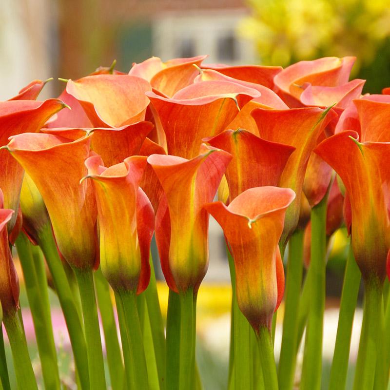 Zantedeschia 'Captain Safari' Calla Lily from Wallish Greenhouses