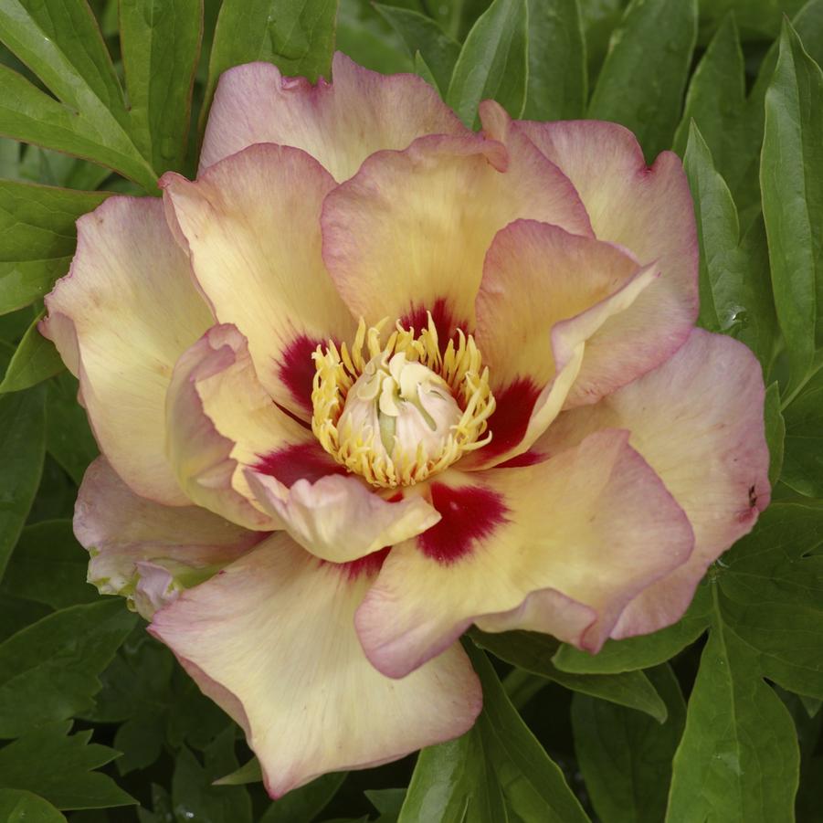 Paeonia Pastel Splendor