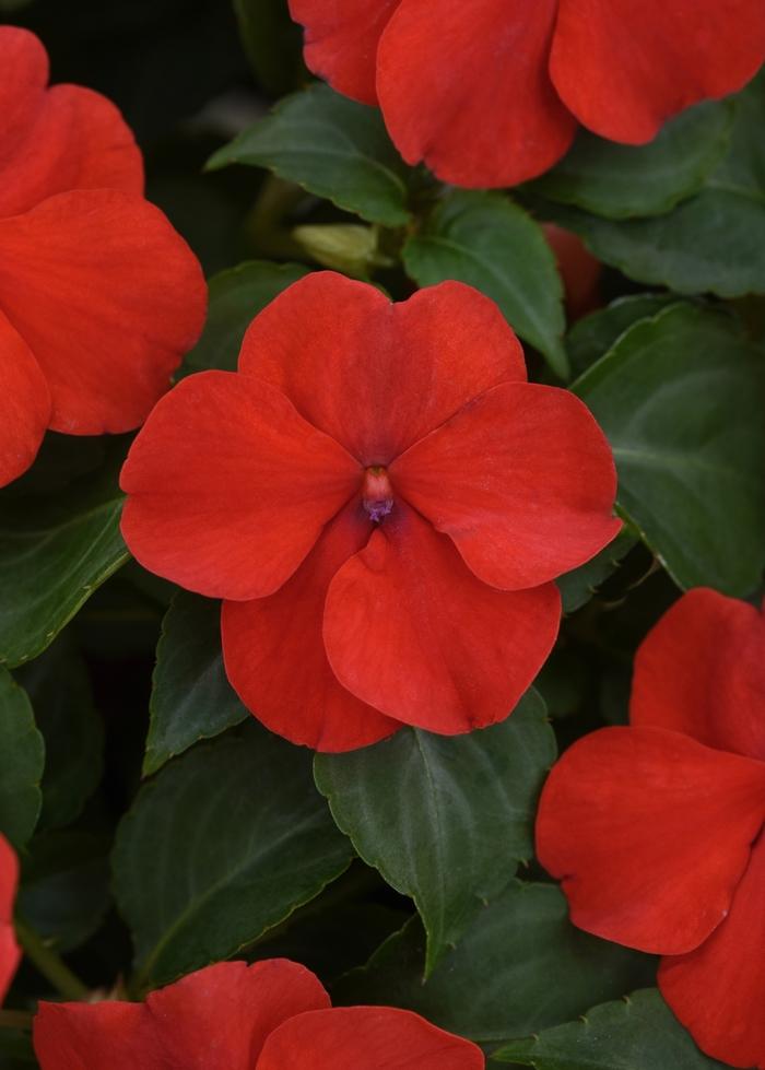 Impatiens Beacon™ Bright Red