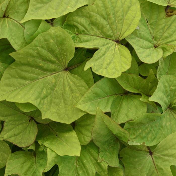 Ipomoea SolarPower™ Lime Heart