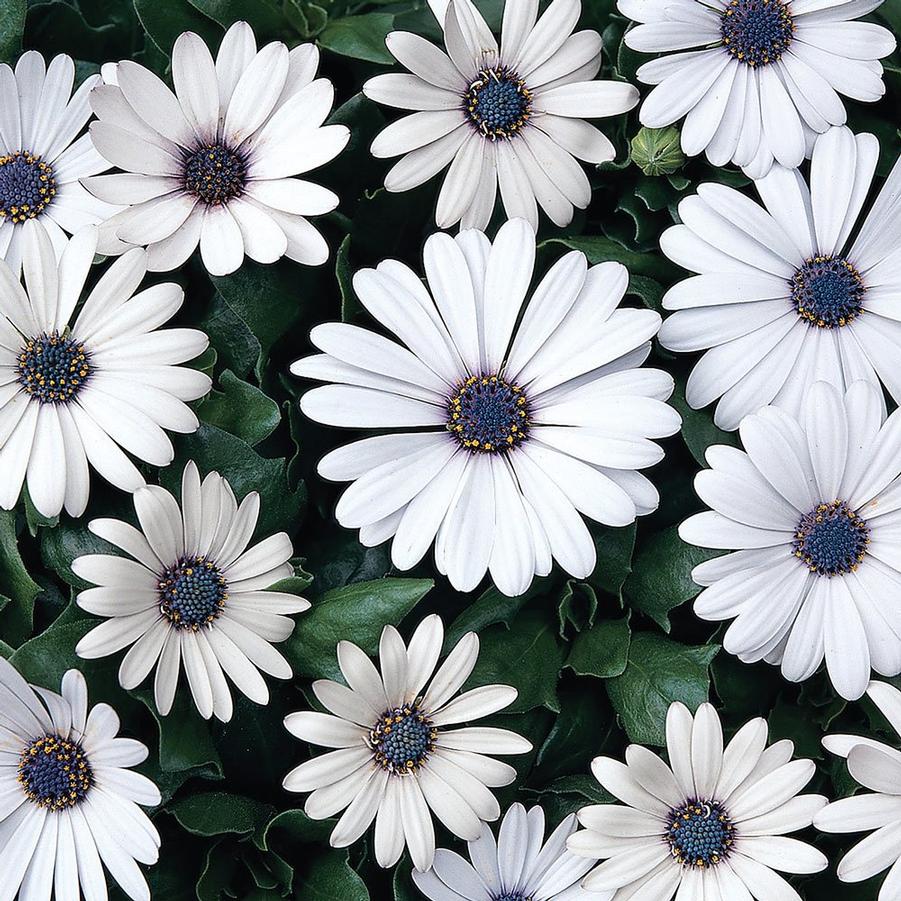 Osteospermum Akila® White