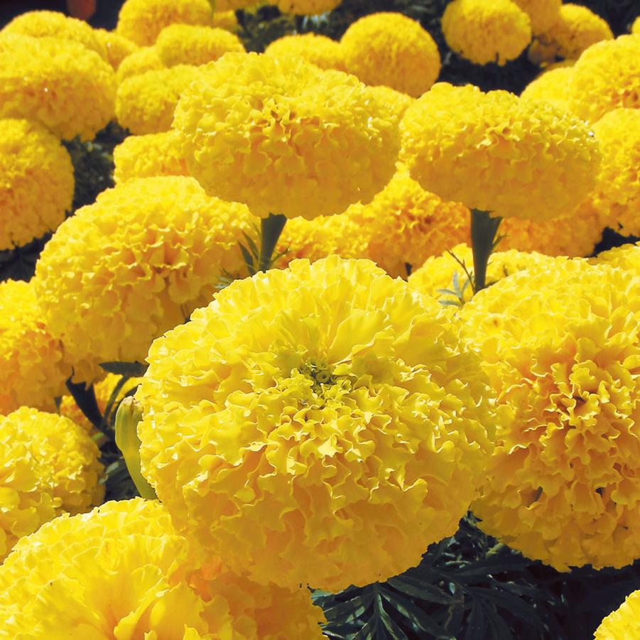 Marigold 'Yellow' Tall African Marigold from Wallish Greenhouses