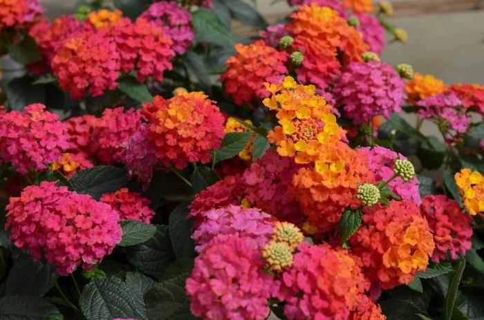 Lantana Landmark™ Sunrise Rose