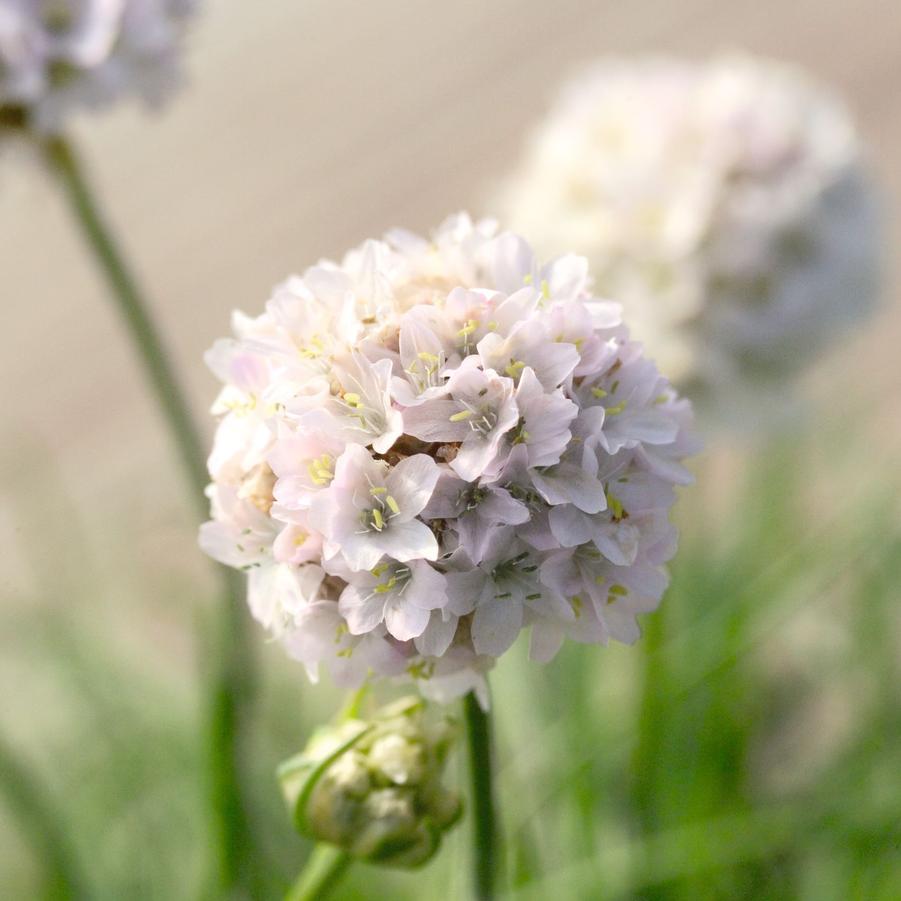 Armeria maritima Morning Star White