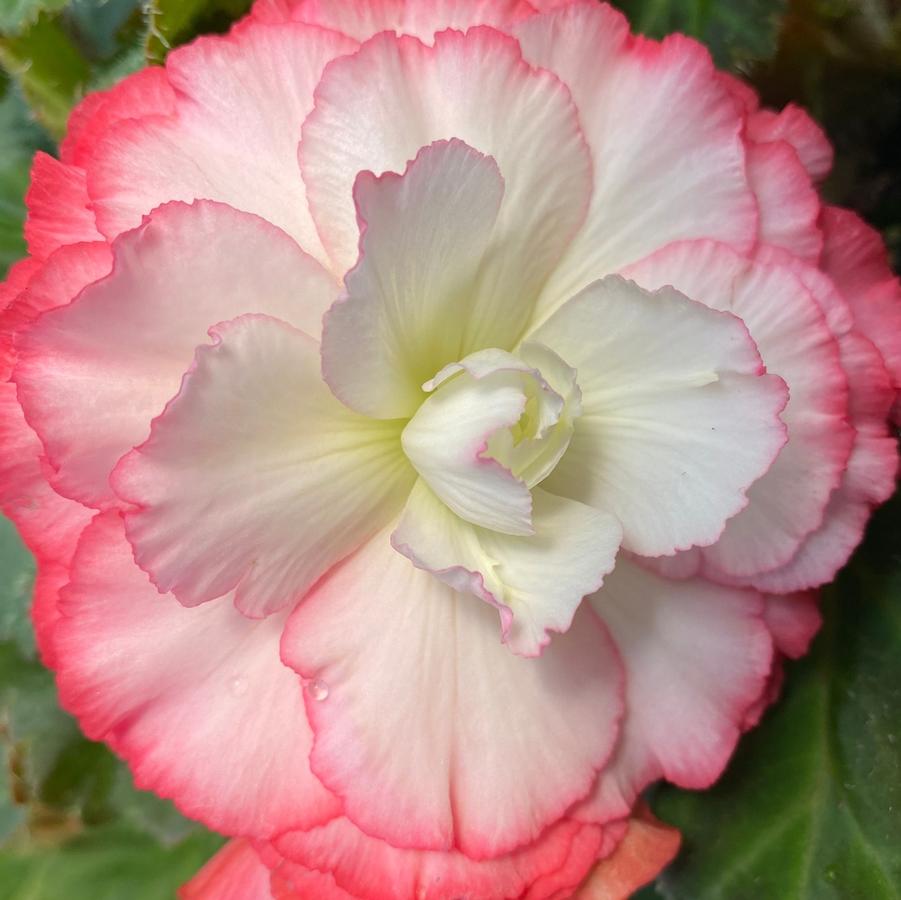Begonia Nonstop® Rose Picotee