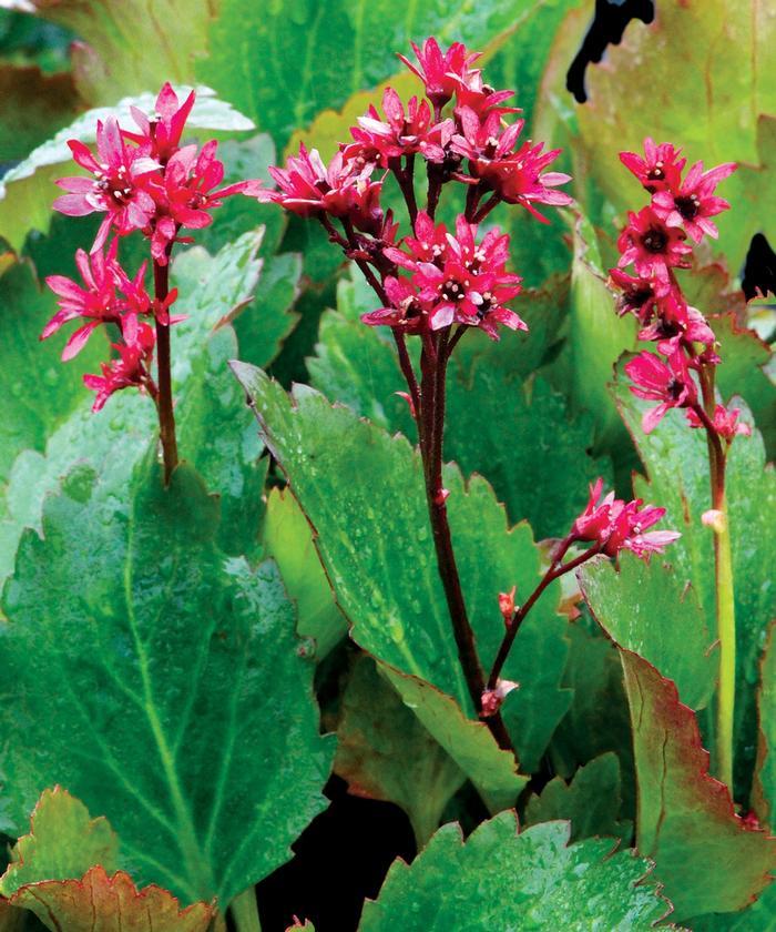 Mukgenia Nova Flame