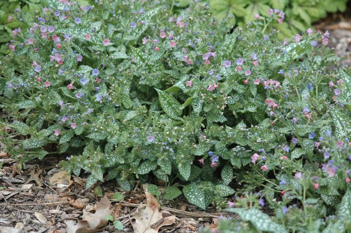 Pulmonaria Mrs Moon