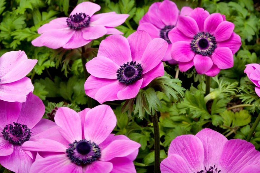 Anemone coronaria Harmony Orchid