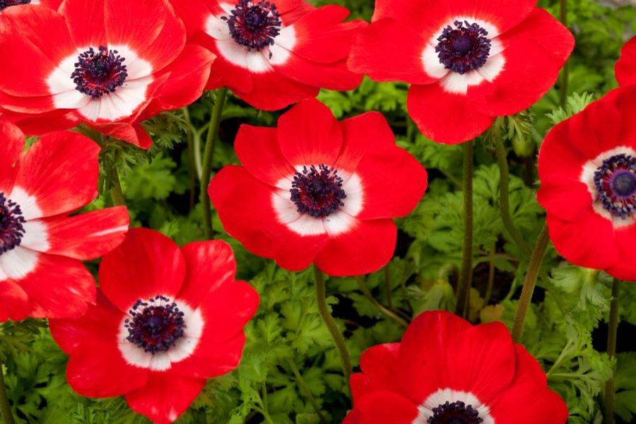 Anemone coronaria Harmony Scarlet