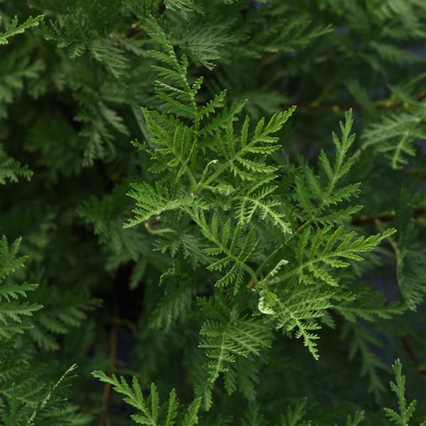 Artemisia Sunfern Olympia