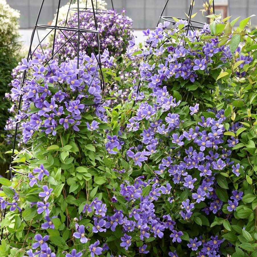 Clematis Rain Dance