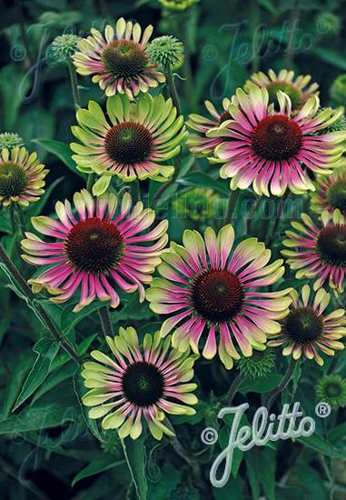 Echinacea purpurea Green Twister