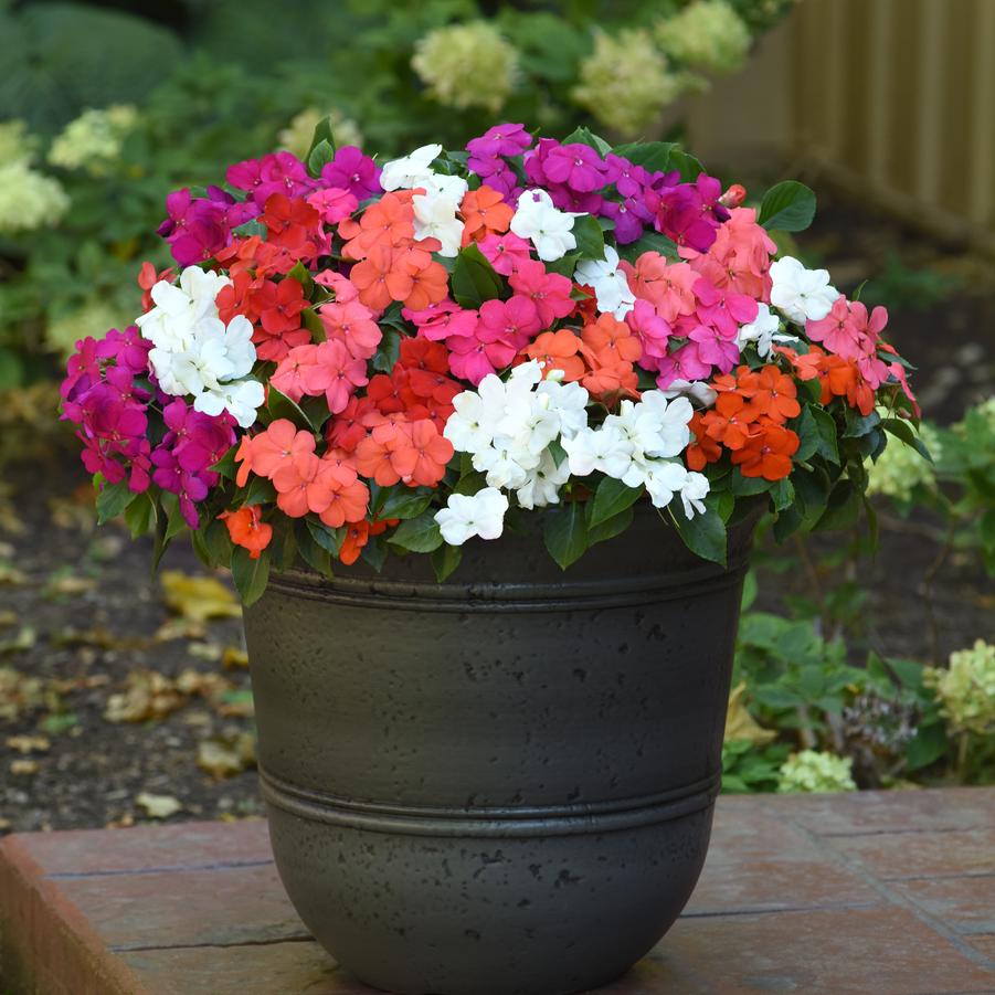 Impatiens Beacon™ Formula Mix