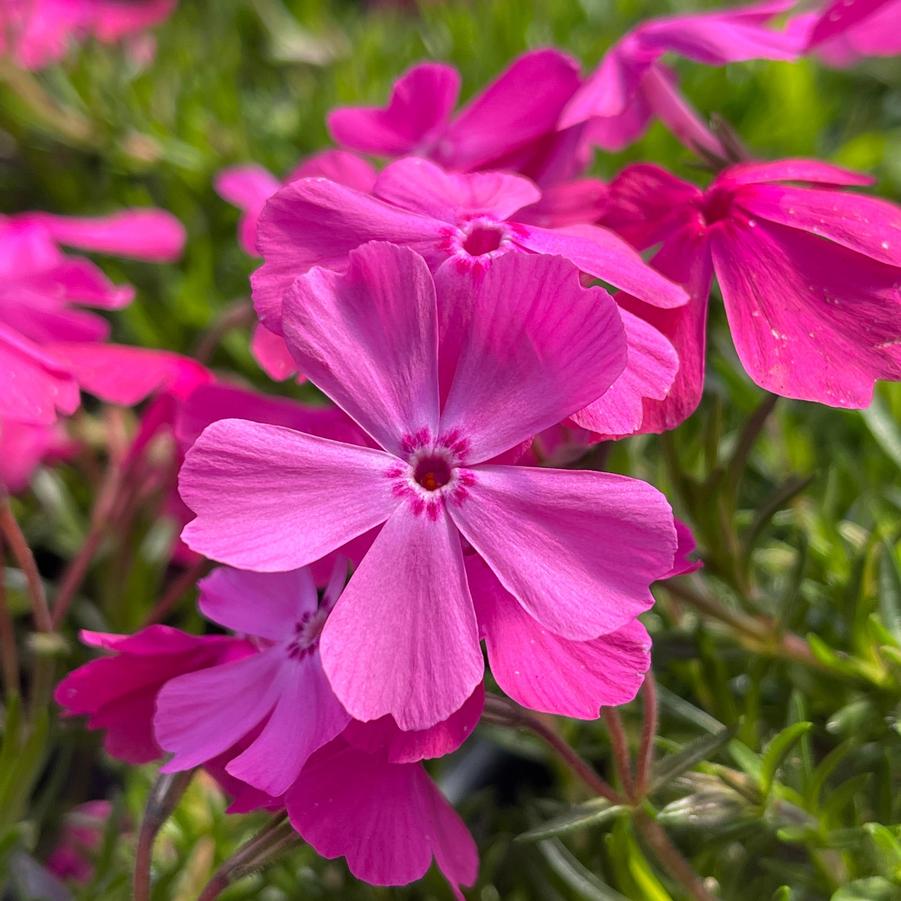 Phlox (per) subulata Drummond's Pink