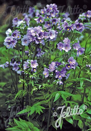 Polemonium yezoense Purple Rain Strain