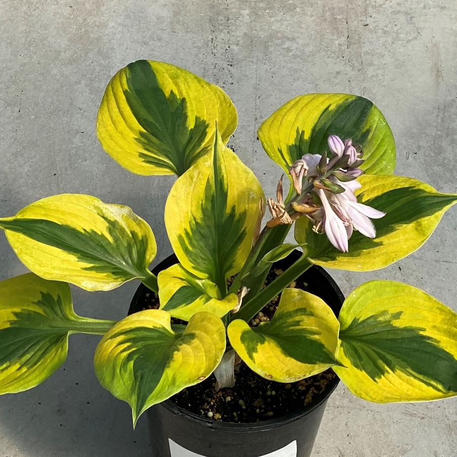 Hosta Summer Lovin'