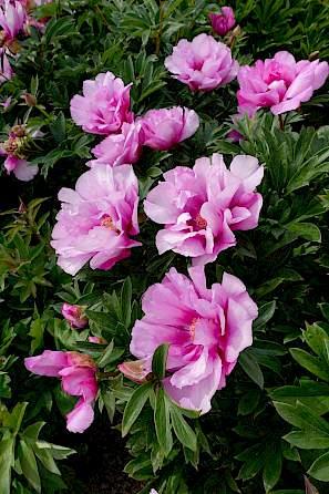 Paeonia First Arrival