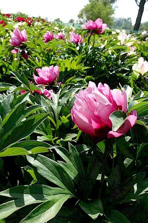 Paeonia Pink Ardour