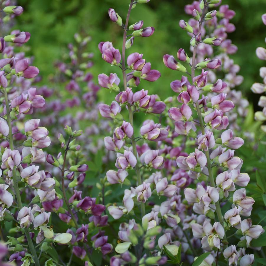 Baptisia Plum Rosy