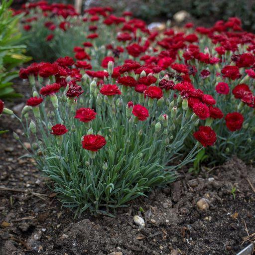 Dianthus Pretty Poppers® Electric Red